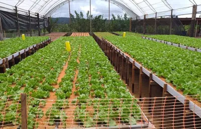 Sitio a venda em sto antonio da fartura sao vicente