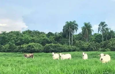 Fazenda de 1.086 hectares de e alta qualidade na pecuária no estado de são paulo