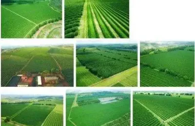 Fazenda de café sendo uma área de 2.653 hectares, 548,14 alqueires
