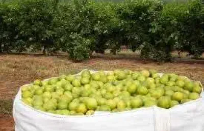 Área total de 357,0247 alqueires, (856,85928 hectares) localizada no estado de s