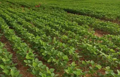 Fazenda de 2.000 hectares na região da, 270 km de brasília df