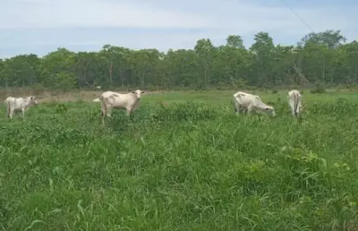 Sitio na região do barreiro vermelho na região da cidade de rosário oeste mt
