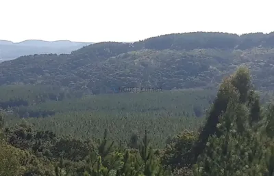 Fazenda com pinus a venda na região de itapetininga o estado de são paulo sp