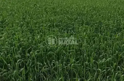 Chácara / sítio com 1 quarto à venda na Rua Josino Pinheiro De Melo, 1, Centro, Tamarana