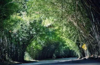 Sitio com 20.000 pés de café a venda - hirondelle, morungaba/sp