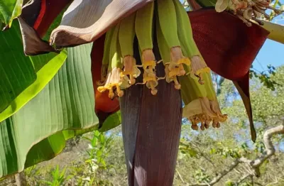Seu Refúgio Particular em Jarinu: 24.000m² de Natureza Pura e Águas Cristalinas