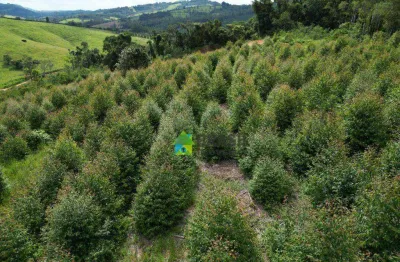 Sítio à venda, 27,35 halqueires por r$ 6.400.000 - zona rural - caconde/sp