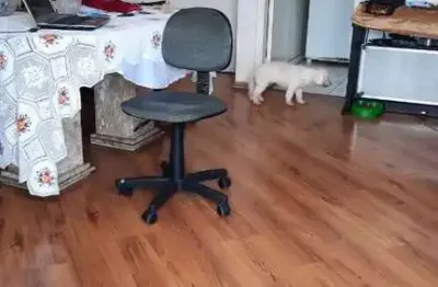 Apartamento com 2 quartos à venda na Vila Santa Catarina, São Paulo 