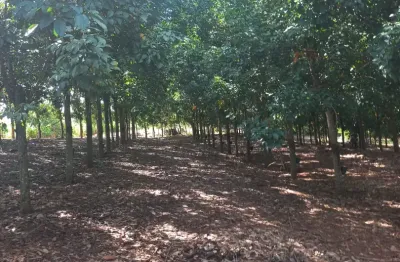 Chácara / sítio com 3 quartos à venda na Rua Procópio Davidoff, Zona Rural, Floreal