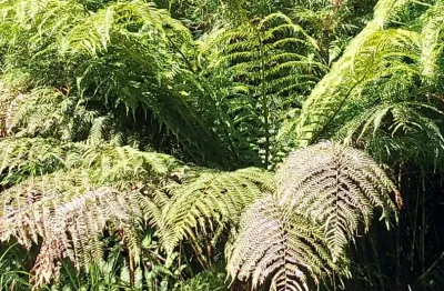 Ótimo Terreno em Meio a Linda Vegetação Nativa, Rua Incrivelmente Ensolarada!