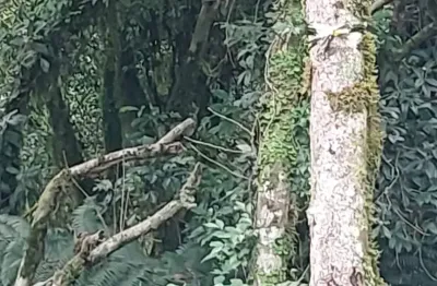 Ótimo terreno Plano, em Meio a Natureza, com Água e Luz passando em Frente ao Terreno!