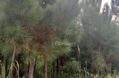 Chácara / sítio à venda na Br-116, Areia Branca dos Assis, Mandirituba