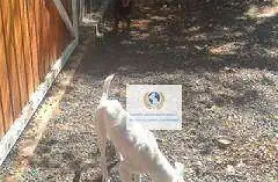 Terreno à venda, 3655 m² por r$ 1.080.000,00 - chácara belvedere - campinas/sp