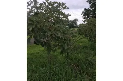 Terreno em condomínio fechado à venda na Rod. Sp 321, Palmas Del Rey, Arealva