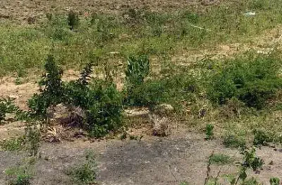 Terreno loteamento em vila da rainha  -  campos dos goytacazes