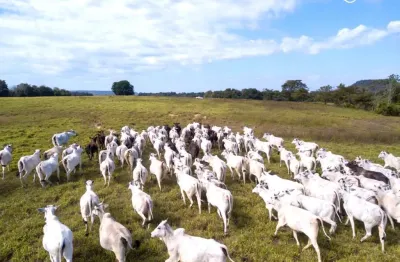 Fazenda com 1 sala à venda na Zona Rural, Pedra Preta 