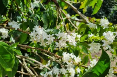Fazenda com 1 sala à venda na Zona Rural, Bom Sucesso 