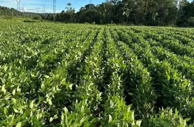 Fazenda premium para expansão de soja  — 1.147 hectares a 40 km de candeias do jamari/ro