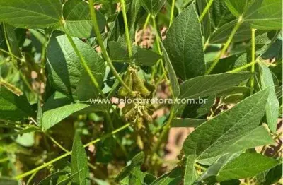 Chácara / sítio à venda no Jardim Acacia, Tangará da Serra 