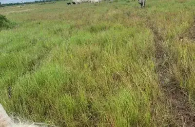 Excelente faz. no muni. de varzea grande na regiao de pirizal - mt