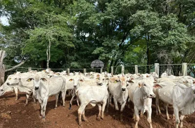 Fazenda à venda na distrito nova espero, 00, são roque, pato branco, 1645600 m2 por r$ 13.500.000