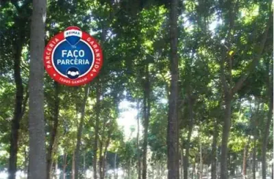 Lotes de 5 hectares com plantação de mogno africano a ser negociado a parte