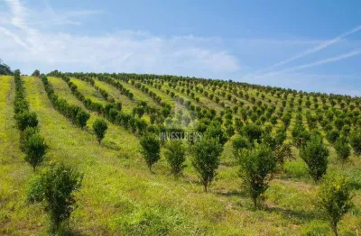 Chácara / sítio com 3 quartos à venda na Zona Rural, Centro, Moeda