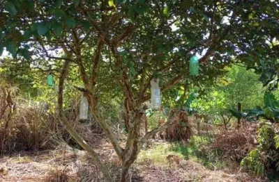 Casa com 2 quartos à venda no Parque Universitário, Americana 