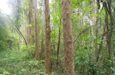 Terreno à venda na linha olinda, nova petrópolis  por r$ 650.000