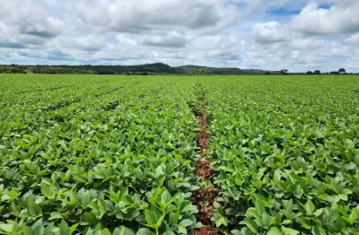 Excelente fazenda na região de água boa/ couto - mato grosso. ótima opção para investimento!