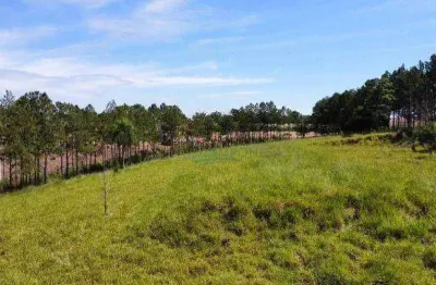 Chácara à venda, 22000 m² por r$ 500.000,00 - jardim união da vitória ii - londrina/pr