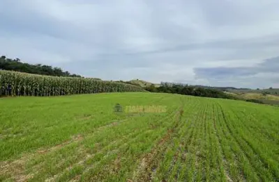Chácara / sítio com 1 quarto à venda na Área Rural de Londrina, Londrina 