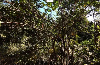 Chácara à venda no bairro sítios de recreio dos bandeirantes em goiânia/go