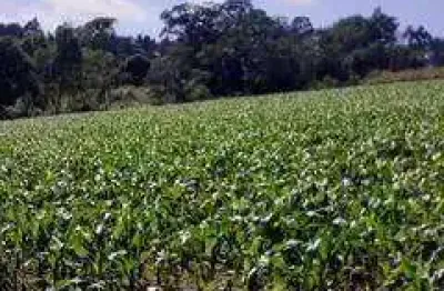 Terreno comercial à venda na Rua Francisco Galvão, Chapada, Ponta Grossa