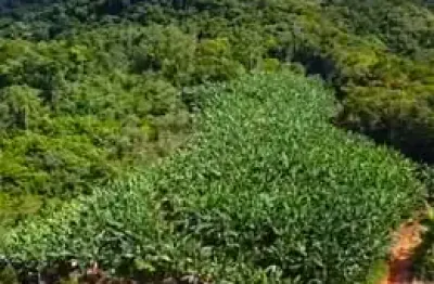 Vendo terreno com 2.000 pés de banana, 42.000m2 e escritura pública