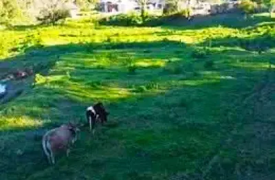 Vendo terreno com 7.000m2 para pecuária, com energia elétrica e água corrente.