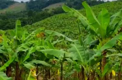 Vendo terreno com 46 mil és de banana em são joão do itaperiú sc