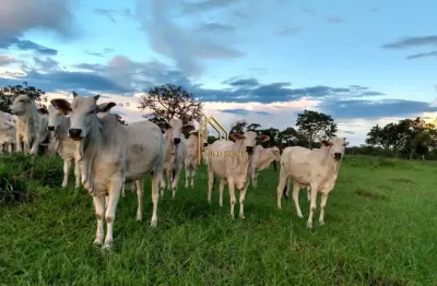 Fazenda à venda na Rua Um, 01, Pedra 90, Cuiabá