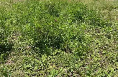 Terreno de 360m² à venda no condomínio cidade nova – cajueiro | excelente localização - são joão da