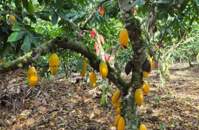 Fazenda à venda na Rural, sn, Zona Rural, Uruçuca