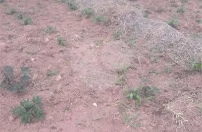 Área de terra à venda em loteamento pinheirinho - sp