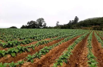 Chácara / sítio à venda na A Linha Dr. Flores, Zona Rural, Mariana Pimentel