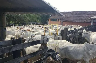 FAZENDA PEROBAS: POTENCIAL AGROPECUÁRIO E ESTRATÉGICO (52 alqueires fluminenses / 251,68 hectares)
