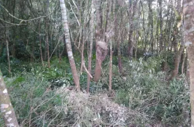Chácara / sítio à venda na Rua Luiz Grochoski, 550, Costeira, São José dos Pinhais