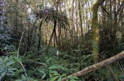 Chácara / sítio à venda na Rua Luiz Grochoski, 400, Colônia Murici, São José dos Pinhais