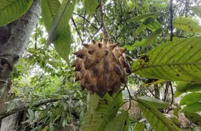 Terreno em condomínio à venda, nossa senhora do perpétuo socorro - pindamonhangaba