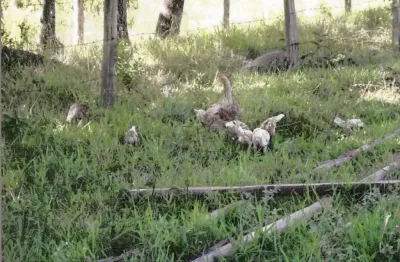 Sítio com cerca de 1.5 alqueires paulista em Santa Rosa do Viterbo.