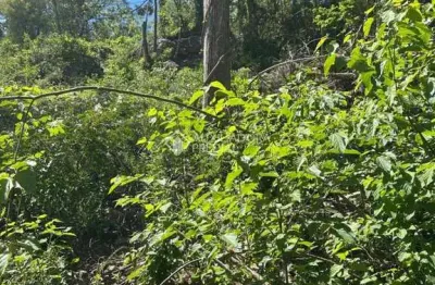 Terreno à venda na bosque dos ipês, 00, linha imperial, nova petrópolis, 435 m2 por r$ 235.234