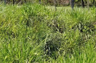 Terreno à venda na Rodovia Pe 35, Centro, Itapissuma