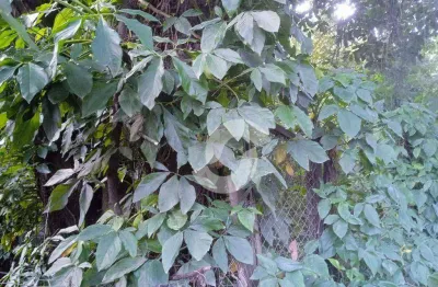 Terreno à venda, 720 m² por r$ 300.000,00 - itaipu - niterói/rj